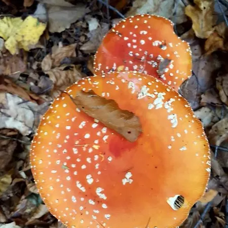 Refugium Feriehus